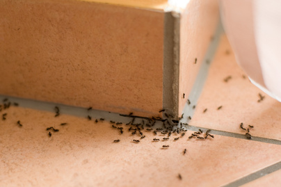 Extraerős rovarűző szer házilag: egyre több a légy és a hangya