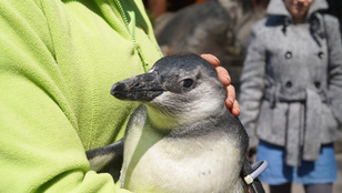 A fővárosi állatkert pingvinfiókáját ön is imádni fogja