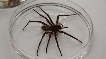 Tányér méretű pókot találtak Mexikóban