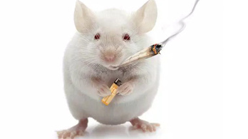 Jobban jár az idős egerek agya a spanglitól