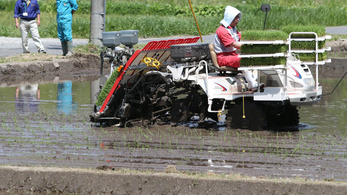 Először vetettek rizst Fukusimában a baleset óta