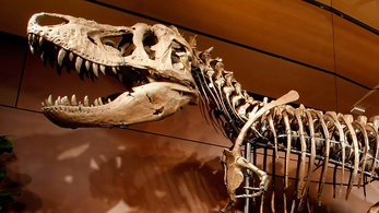 30 tonnás harapása volt a T. rexnek