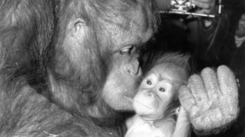 Kilencéves orangutánok is anyjuk csecsén csüngenek
