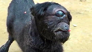 Küklopsz-kecske született Indiában