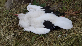 Elavult villanyoszlop miatt halt meg Zokni, a gólya