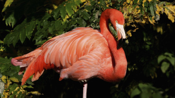 Már tudjuk, miért áll egy lábon a flamingó