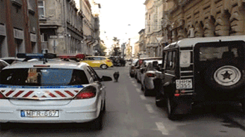 Vaddisznót üldöztek a rendőrök Budapest belvárosában