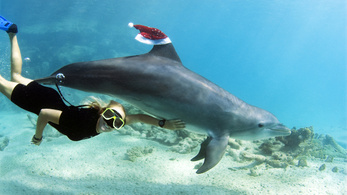 A delfineknek nem tesz jót a búvárkodás