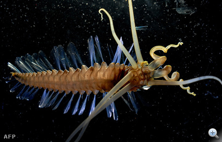 Caption:An undated handout photo showing a recently discovered species called a squidworm found in the Celebes sea in Southeast Asia. Results of the first-ever global marine life census were unveiled on October 4 2010 in London revealing an unprecedented view of life beneath the waves after a decade-long trawl through the murky depths. The Census of Marine Life estimated there are one million-plus species in the oceans with at least three-quarters of them yet to be discovered.