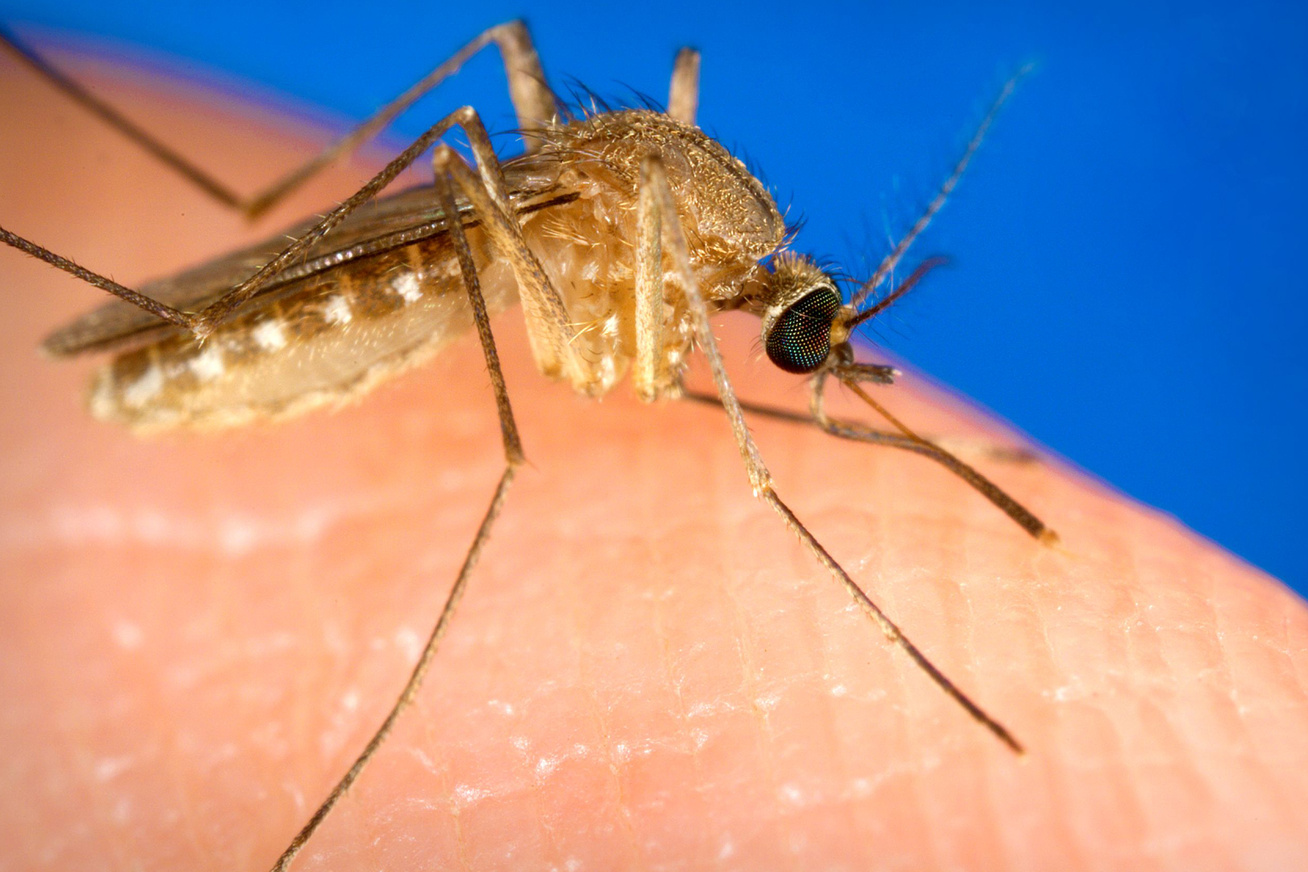milyen parazitákat hordoznak a szúnyogok vérférgek és férgek