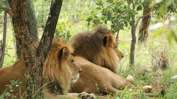 A cirkuszt túlélték az oroszlánok, de a vadorzókat nem