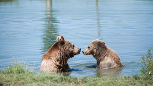 Egy hely Pest megyében, ahol meseszépek a tavak és kézből esznek a medvék