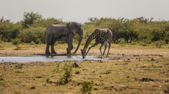 Most már biztos, hogy két afrikai elefántfaj létezik