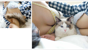 Egy japán fotós megalkotta a tökéletes párosítást: mellek és a cicák!