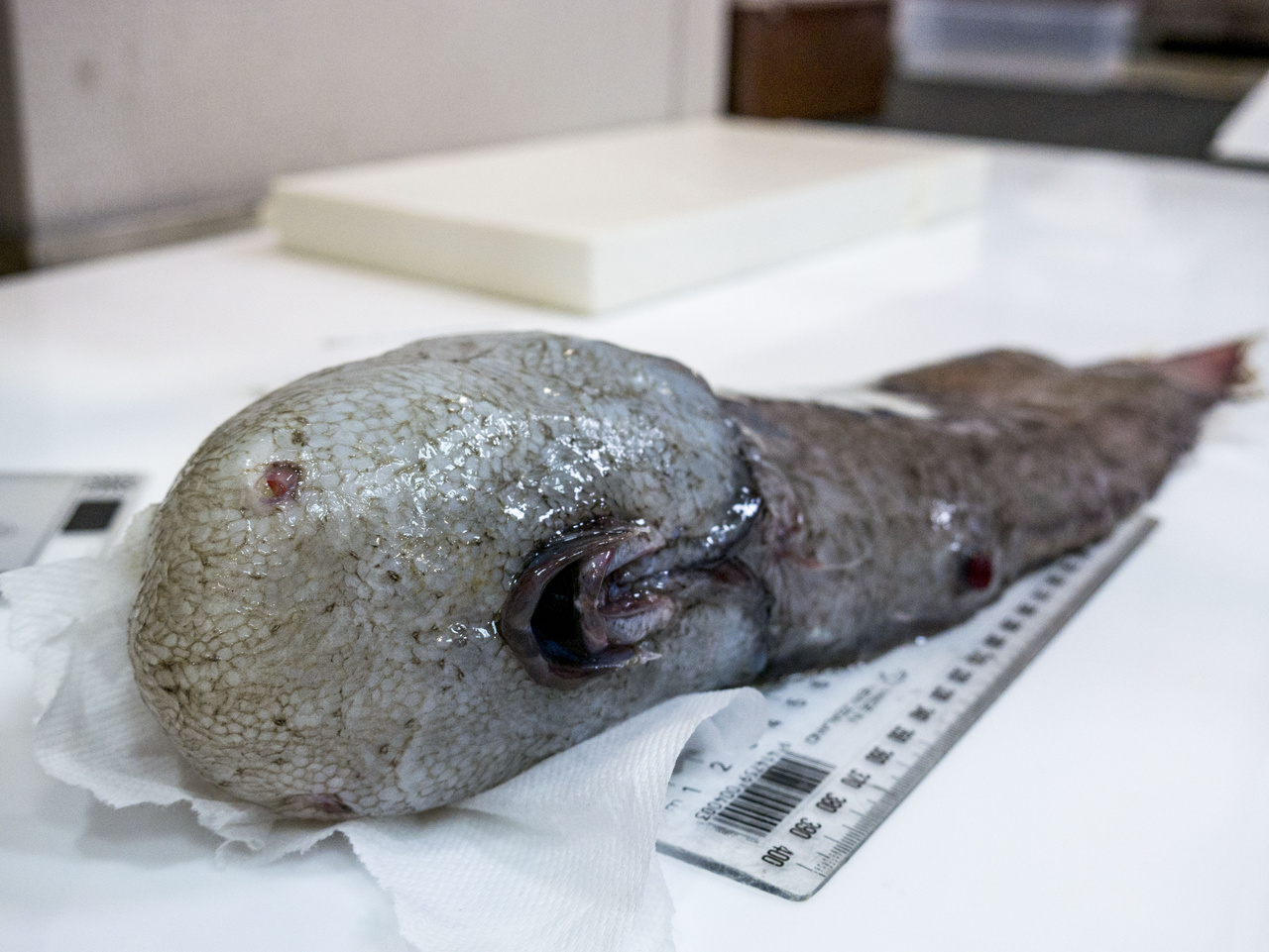 Erről az arctalan halról még a kutatók is azt hitték, hogy új fajt találtak, amíg bele nem botlottak a szakirodalomban. Ember 1873-ban látta először és eddig utoljára.