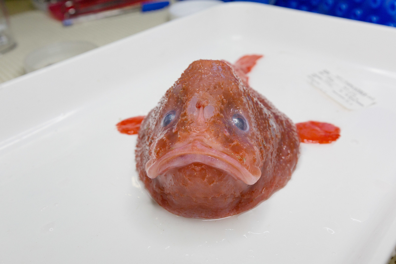 Gorgeous red coffinfish credit Rob Zugaro
