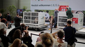 Két pandát kap a Berlini Állatkert a kínai elnök érkezése előtt