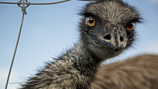 Piliscsaba egy percig Ausztrália volt: szökött emut fotóztak