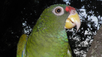 Furcsa színe buktatta le a sosem látott új papagájfajt