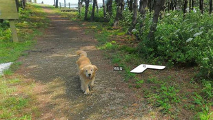 A nap trollja: a kutya, ami photobombolta a street view fotós összes képét