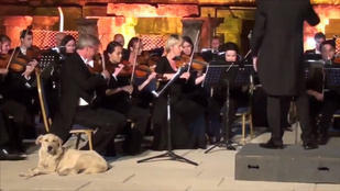 A szimfonikus zenekar koncertjén héderelő kutya a legjobb, amit ma látni fog