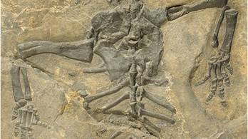 Kivételesen jó állapotú fosszíliát találtak Svájcban
