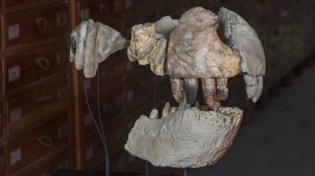 T. rex-szerű fogai voltak az őskrokodilnak