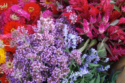4 könnyen tartható, gyönyörű futónövény erkélyre - Színpompás virágokkal