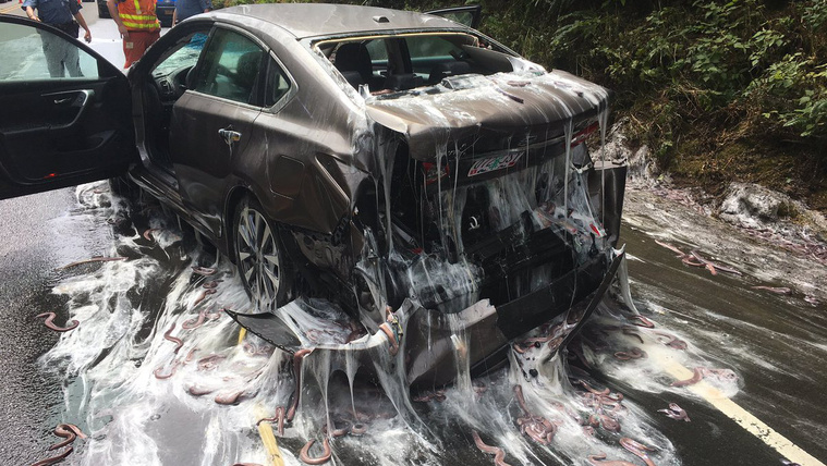 Egy konténer nyálkás angolna terített be autókat egy balesetben