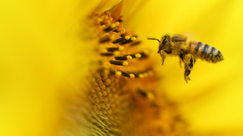 Bebizonyosodott, hogy súlyos méhpusztulást okoznak a rovarirtók, az EU lépéskényszerben