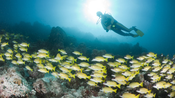 Pár csepp olaj is veszélybe sodorhatja a korallzátonyok halait