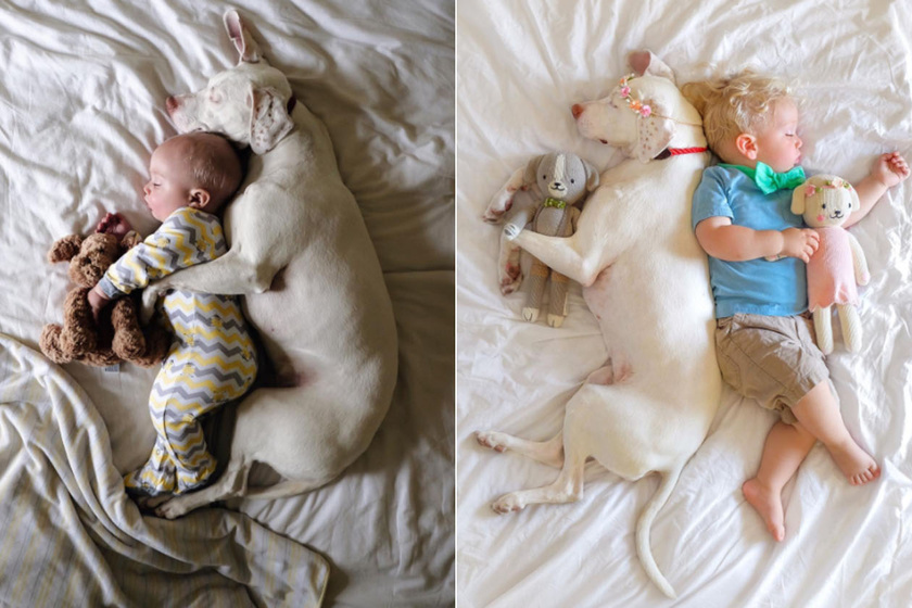 Kisbabájuk született, a kutya reakciójától olvadozik a net - Képeken mutatjuk, mit csinál azóta