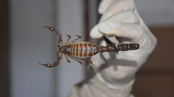 Egy gép, amivel biztonságosan lehet fejni a skorpiókat