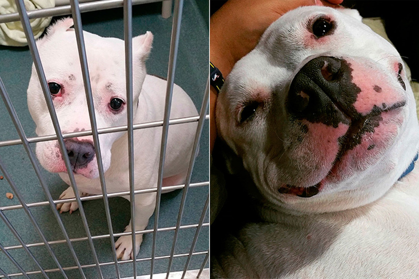Így néz ki egy kutya az örökbefogadás után - Földöntúli boldogság az arcán