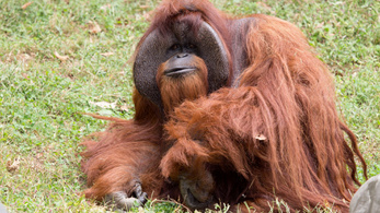 Meghalt a jelnyelven beszélő orangután