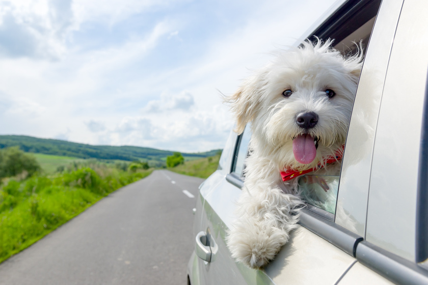 Utazás kutyával és más állatokkal külföldre: minden, amit tudnod kell, mielőtt elindulsz