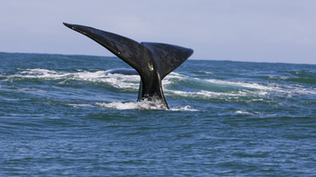 Gyorshajtó bálnagázolók a traffipax célkeresztjében Kanadában