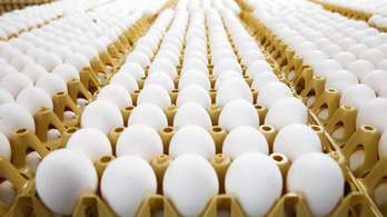 Biztosan vannak fertőzött tojások a magyar boltok polcain