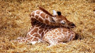 Hogy alszanak a zsiráfok? Hát így!