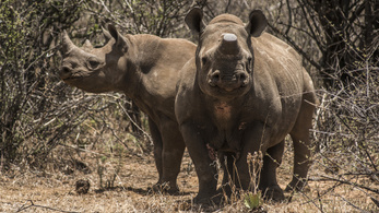 Fél tonna rinocéroszszarvat dobnak piacra Dél-Afrikában
