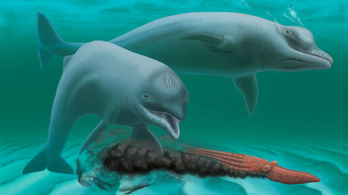 Szakállas, fogatlan minidelfin-maradványt fedeztek fel Amerikában
