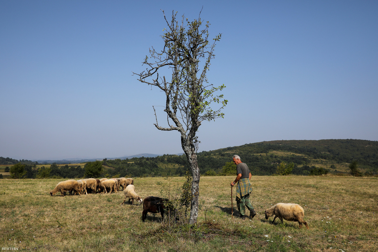 Pásztor a Knjaževac melletti Cirinci közelében.