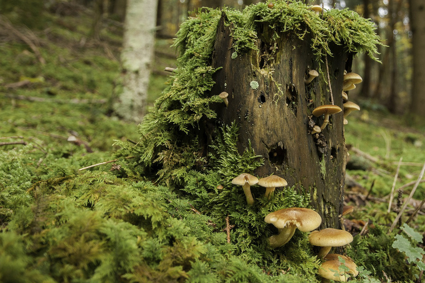 10 ezer forintra büntetnek, ha ezeket a gombákat eltaposod az erdőben vagy a mezőn