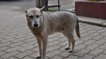 Elpusztult Buksi, Magyarország legöregebb kutyája