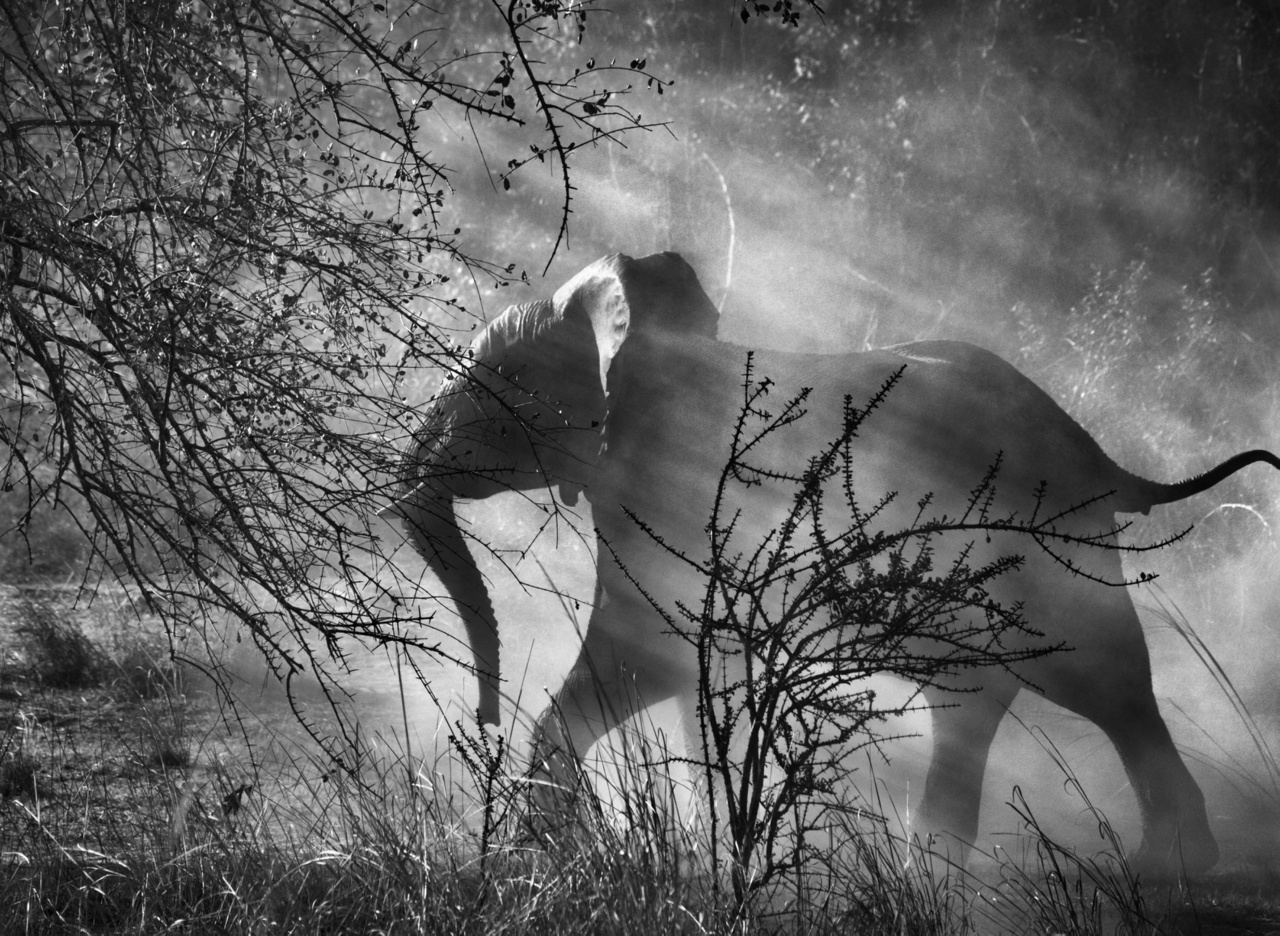 Zambiában az elefántokat (Loxodonta africana) orvvadászok tizedelik, ezért félnek az emberektől és a járművektől, gyorsan beszaladnak előlük a bozótokba. Kafue Nemzeti Park, Zambia, 2010