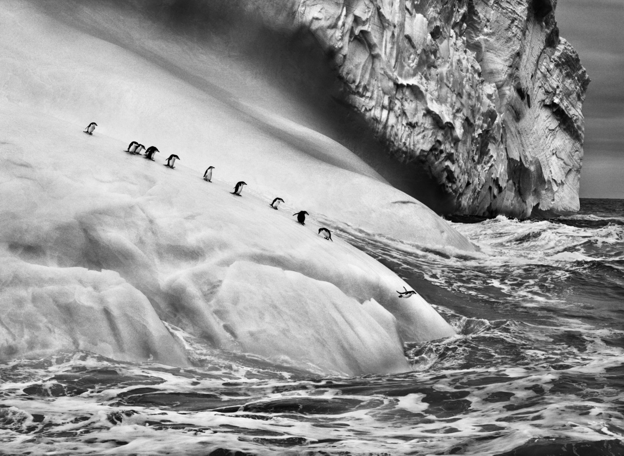 Állszíjas pingvinek (Pygoscelis antarctica) egy jéghegyen a Zavodovski- és a Visokoi-szigetek között. Déli-Sandwich-szigetek, 2009Menedékek