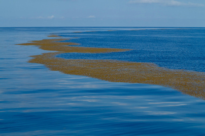 sargasso tenger