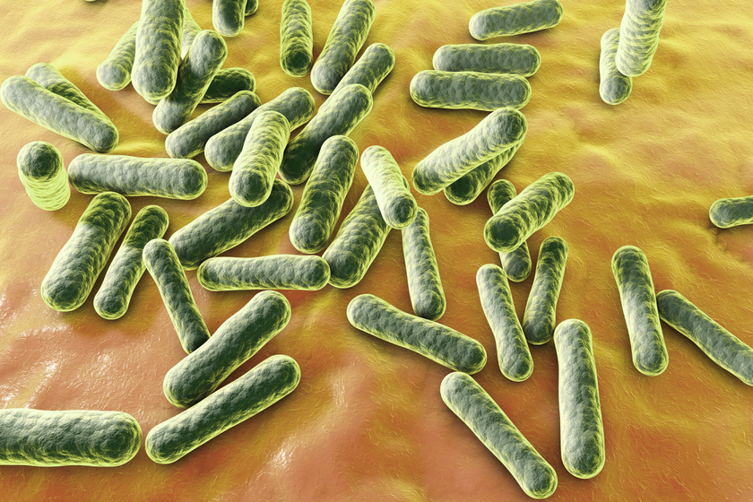 Hol van a legtöbb baktérium egy szállodában? Mikrobiológusok tesztelték, és nem a vécé az