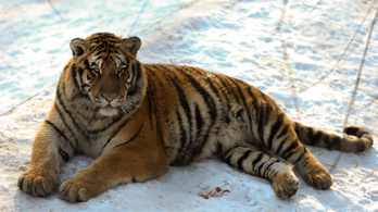 Újra meghonosítják a vadon élő tigrist Kazahsztánban