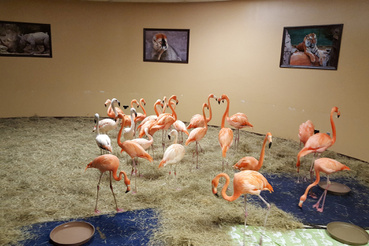 Tampában az állatkert flamingóit biztonságos helyre menekítették Irma elől